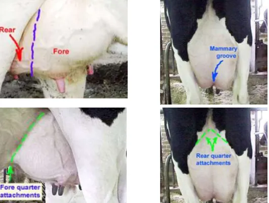 <p>Rear and Fore quarters. Mammary groove down middline.</p><p></p><p></p>