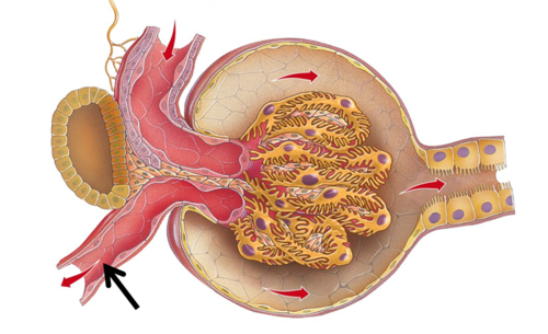 kärl som är utåtledande från glomerulus