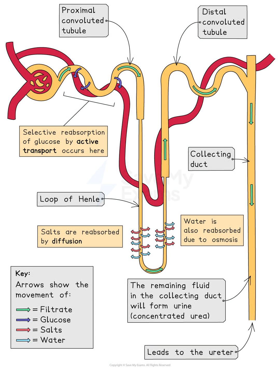 <ul><li><p>after glomerular filtrate enters BC, glucose is first substance to be reabsorbed at the proximal (first) convoluted tubule</p><ul><li><p>takes place by active transport</p></li><li><p>nephron adaptation: many mitochondria to provide energy for active transport of glucose</p></li></ul></li><li><p>reabsorption of glucose cannot take place anywhere else in nephron as gates that facilitate active transport of glucose are only found in proximal convoluted tubule</p></li><li><p>people with normal blood glucose levels have enough gates to remove all glucose from filtrate back into blood</p></li><li><p>people with diabetes cannot control blood glucose levels (often too high) so not all glucose filtered out can be reabsorbed into blood in proximal convoluted tubule</p><ul><li><p>singe there is nowhere else for glucose to be reabsorbed, continues in filtrate into urine</p></li></ul></li></ul><p></p>