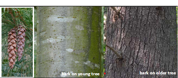 <p>Pinaceae</p><p>Pinus strobus</p>