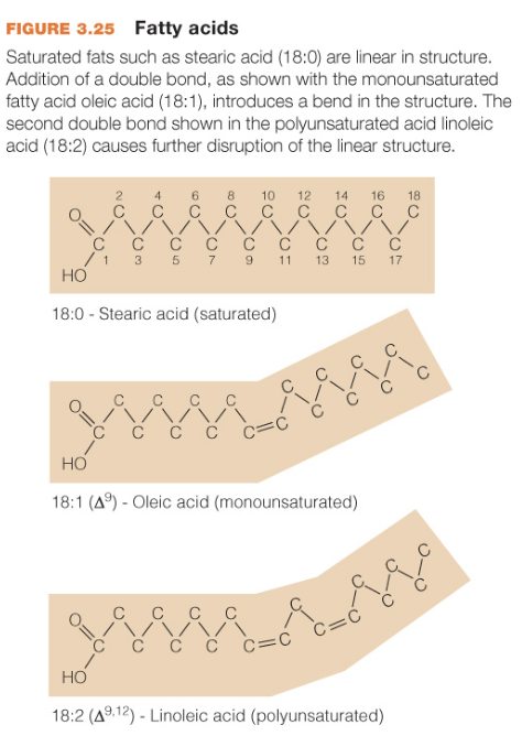 <p>no double bonds</p><p>one double bond</p><p>more than one double bond</p>