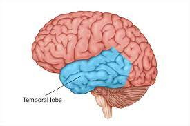 <p>-L: behind ears</p><p>-F: involved in hearing, language processing, and storage of long-term memory</p><ul><li><p>connects to the limbic system</p></li></ul>