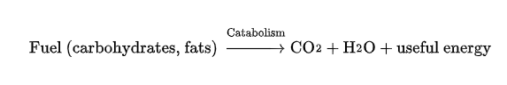 <p>processes that break down molecules to release energy </p><ul><li><p>Example oxidation of carbs and fat in human to make ATP and waste products CO2 and H2O</p></li></ul><p></p>