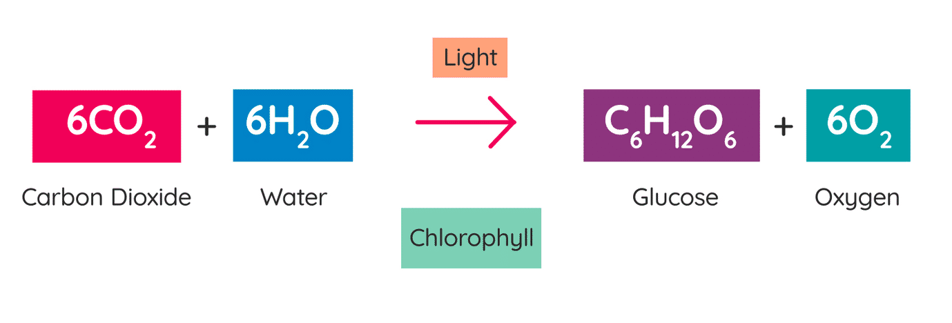 <p><mark data-color="purple" style="background-color: purple; color: inherit">Carbon dioxide</mark> + <mark data-color="blue" style="background-color: blue; color: inherit">Water</mark> —(light)—&gt; <span style="color: #ffffff"><mark data-color="green" style="background-color: green; color: inherit">Glucose</mark></span> + <mark data-color="yellow" style="background-color: yellow; color: inherit">Oxygen</mark></p><p><mark data-color="purple" style="background-color: purple; color: inherit">6 CO<sub>2</sub></mark> + <mark data-color="blue" style="background-color: blue; color: inherit">6 H<sub>2</sub>O</mark> —&gt; <mark data-color="green" style="background-color: green; color: inherit">C<sub>6</sub>H<sub>12</sub>O<sub>6</sub></mark> + <mark data-color="yellow" style="background-color: yellow; color: inherit">6 O<sub>2</sub></mark> </p>