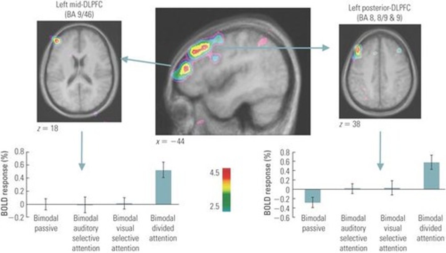 <p>- Dorsal Prefrontal Cortex</p><p>- Involvement of the prefrontal cortex in divided attention tasks</p><p>- fMRI data</p><p>- Geometric shapes and melodies were shown to participants</p><p>- Visual focus, memory focus OR both shown at the same time (must divide attention)</p><p>RESULTS: </p><p>- When focused on both stimuli to answer questions later, we get activation in the DLPFC</p>