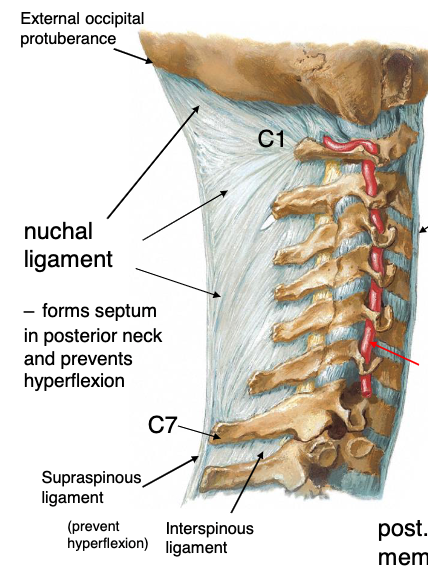 <p>supraspinous ligament</p>