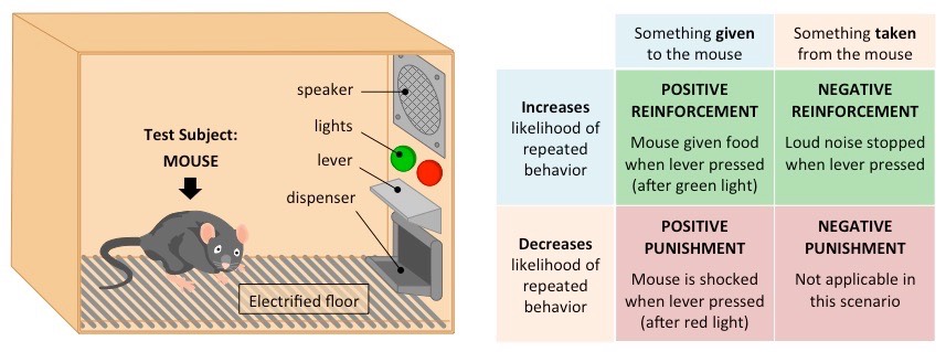 <ul><li><p>positive reinforcement</p></li><li><p>negative reinforcement</p></li><li><p>positive punishment</p></li><li><p>negative punishment</p></li></ul>