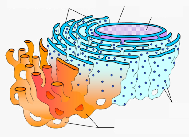 <p><span style="color: rgb(246, 178, 107);"><span>identify & label the organelle</span></span></p>