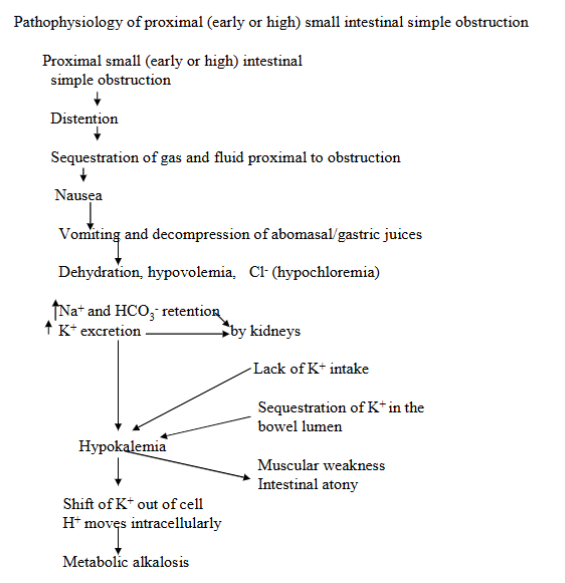 <p><strong>Distension + sequestration of gas and fluid proximal to the obstruction</strong> → nausea, vomiting and dehydration. </p><p>Metabolic abnormalities include hypochloremia, sodium and bicarbonate retention, hypokalemia, and metabolic alkalosis.</p>