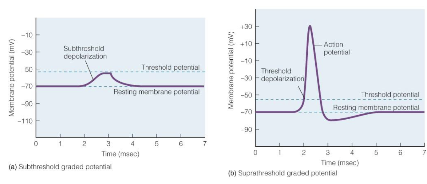 <p>at axon hillock, stimulus must surpass threshold for AC</p>