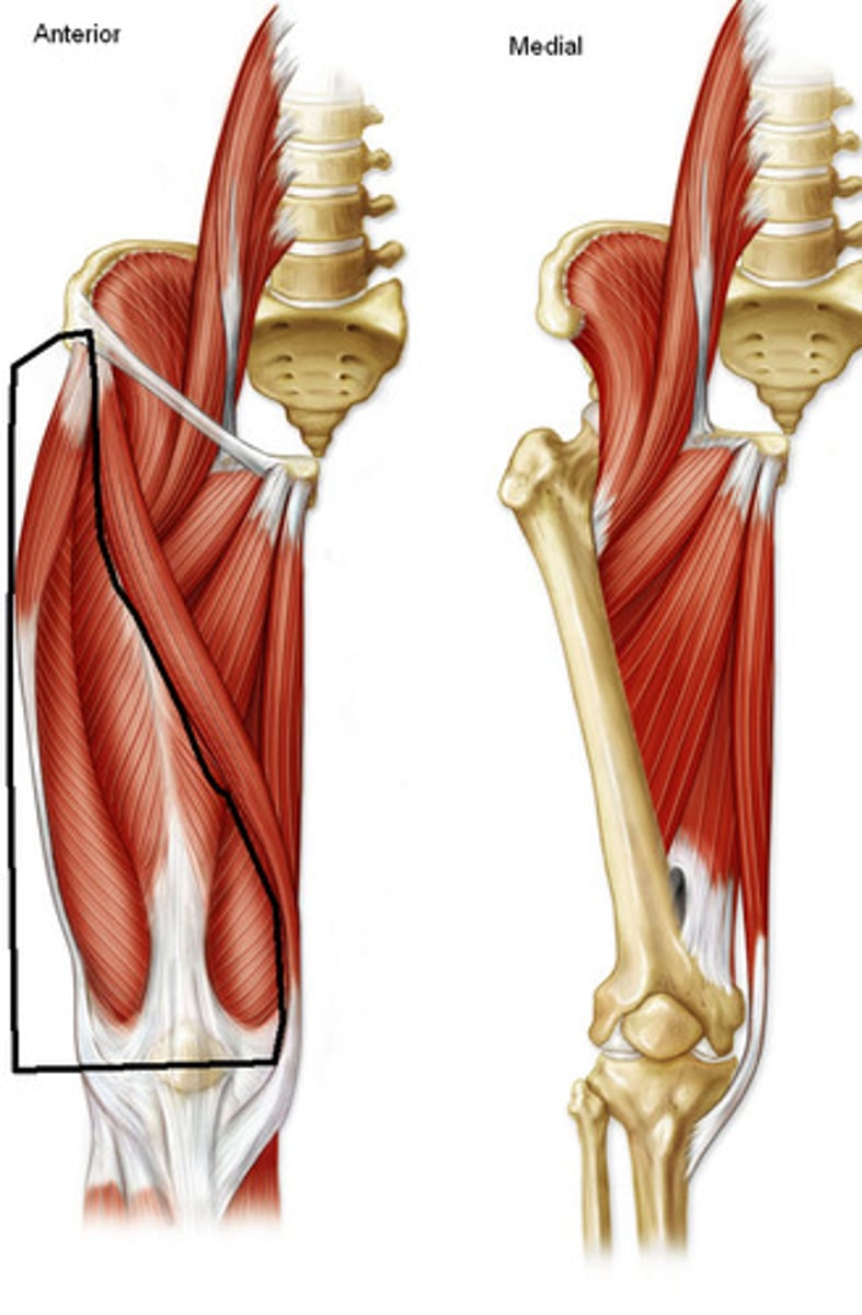 <p>Muscle group associated with movement of the knee (and hip)</p>