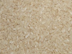 <p>Quick-maturing rice that can allow two harvests in one growing season. introduced to China as a tributary gift from Vietnam, lead to population increase</p>