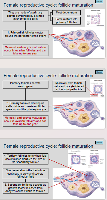 <ol><li><p>Meiosis I and oocyte maturation occur in ovarian follicles.</p></li><li><p>Meiosis I and oocyte maturation can take up to one year in ovarian follicles.</p></li><li><p>Primordial follicles are made of a primary oocyte surrounded by a single layer of follicle cells.</p></li><li><p>Primordial follicles cluster around the perimeter of the ovary.</p></li><li><p>Most of the primordial follicles degenerate.</p></li><li><p>The primordial follicles that do not degenerate some can mature into primary follicles.</p></li><li><p>Primary follicles develop as cells divide and create multiple layers around the primary oocyte.</p></li><li><p>Primary follicles secrete estrogens.</p></li><li><p>The zona pellucida is a glycoprotein layer that surrounds the oocyte.</p></li><li><p>When microvilli from follicle cells and oocyte interact at the zona pellucida, they allow for communication and exchange of substances between the two cells.</p></li><li><p>Growth factors released from the oocyte cause the walls of secondary follicles to thicken.</p></li><li><p>It takes several months for a secondary follicle to develop from a primary follicle.</p></li><li><p>The follicular fluid secreted by the follicle provides nutrients and support to the developing oocyte.</p></li><li><p>The fourth stage of ovarian follicle development is the formation of tertiary follicles. This occurs when the accumulation of follicular fluid doubles the size of the secondary follicle. The tertiary follicle has a fluid-filled cavity called an antrum, and it is at this stage that the oocyte resumes meiosis I and oocyte maturation begins. The follicle will continue to grow and mature until it reaches ovulation or atresia.</p></li></ol>