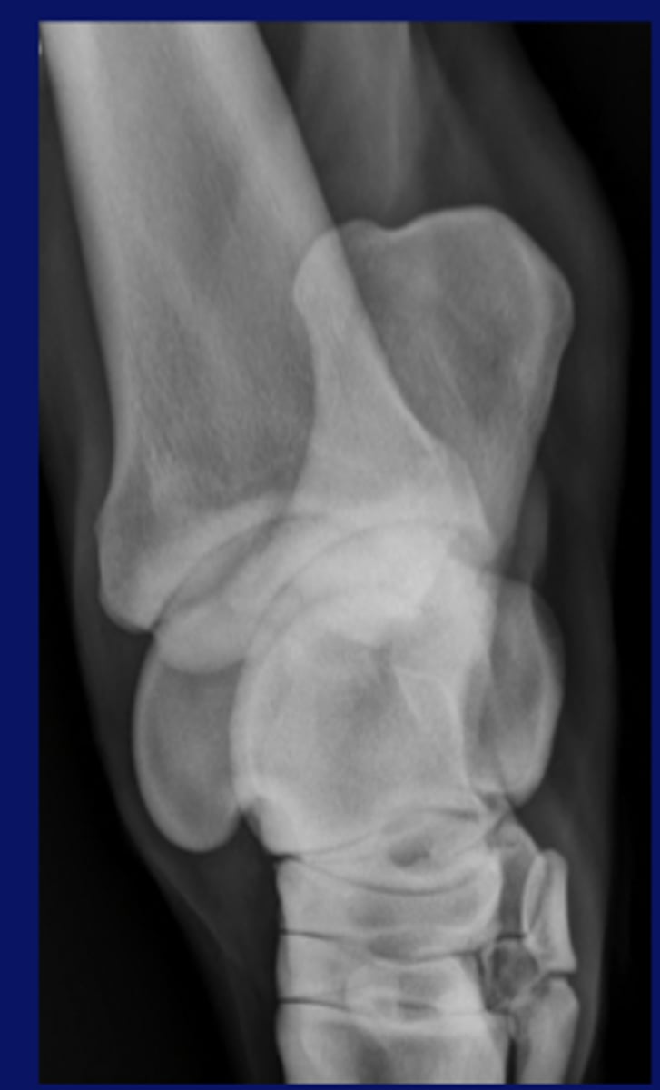 <p>Name the view and the anatomical region within the radiograph</p>
