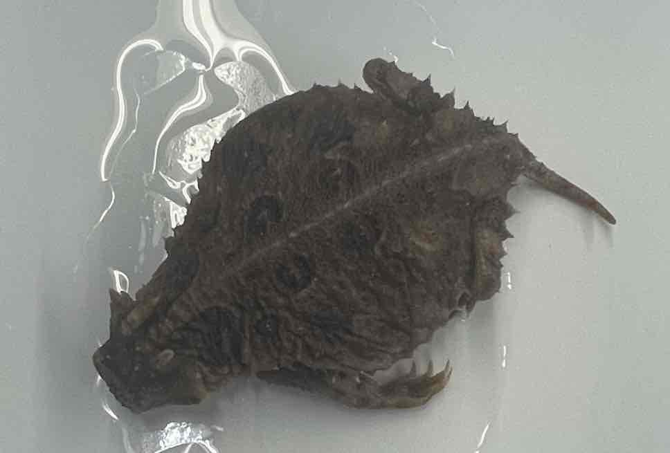 <p>Texas Horned Lizard</p>