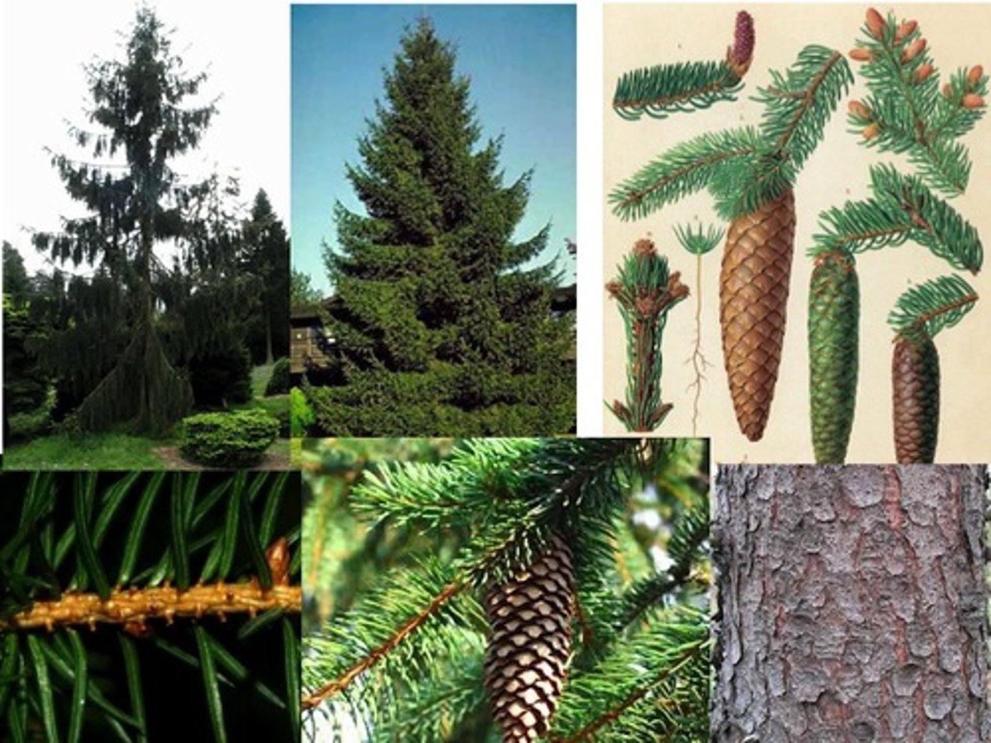 <p>Norway spruce</p>