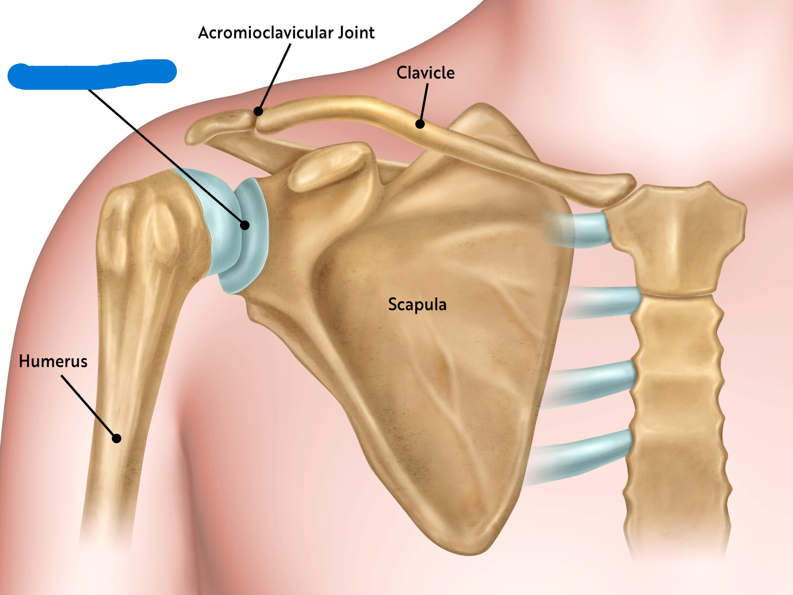 <p>Glenohumeral or Humeroscapular</p>