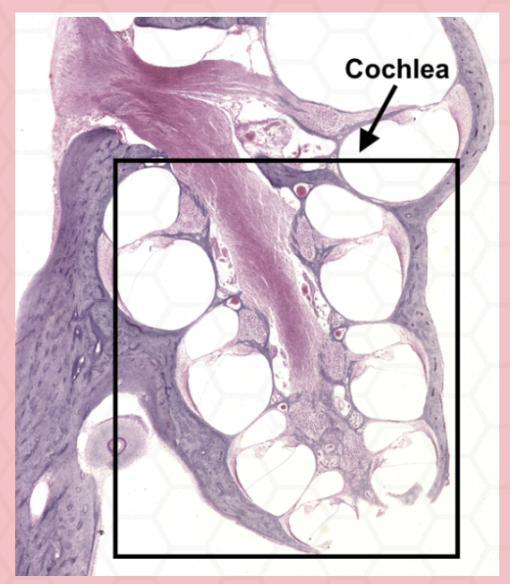 <p>Identify the specimen.</p>