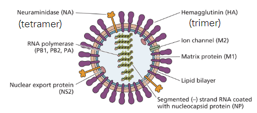 * Enveloped (spherical/filamentous)
* HA:NA = 10:1
* RNA poly, ion channel, matrix protein, nuclear export protein, nucleocapsid protein