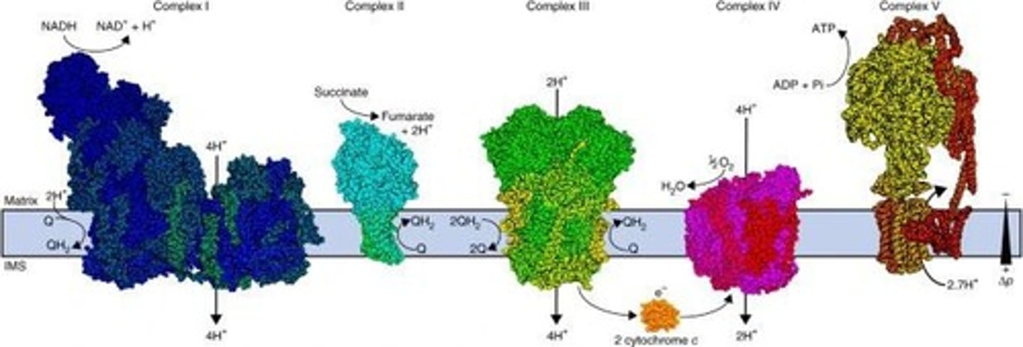 <p>A group of metabolic pathways that produce ATP by harnessing energy from carbohydrates, fats, and amino acids, requiring oxygen.</p>
