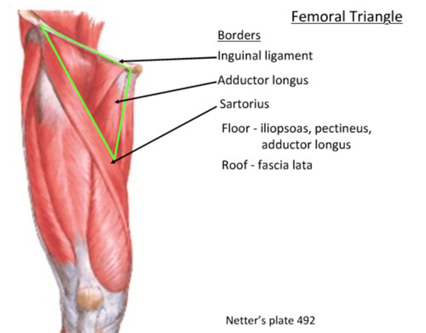 <p>Sartorius (lateral)</p><p>Adductor longus (medial)</p><p>Inguinal ligament (base)</p><p>Adductor longus, pectineus, iliopsoas (floor)</p>