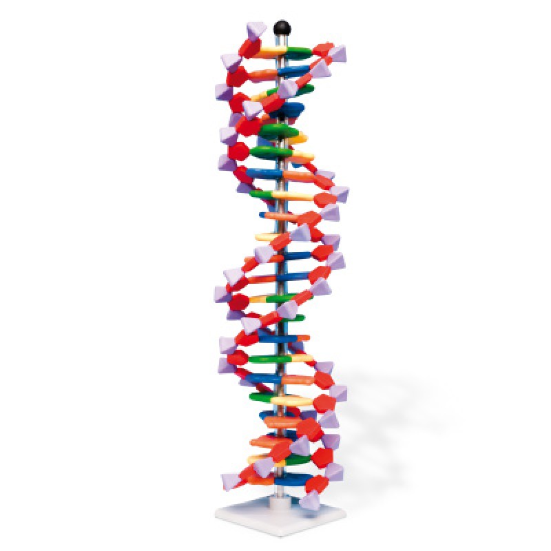<p>De twee nucleotidenketens zijn rond elkaar gedraaid als een dubbele helix.</p>