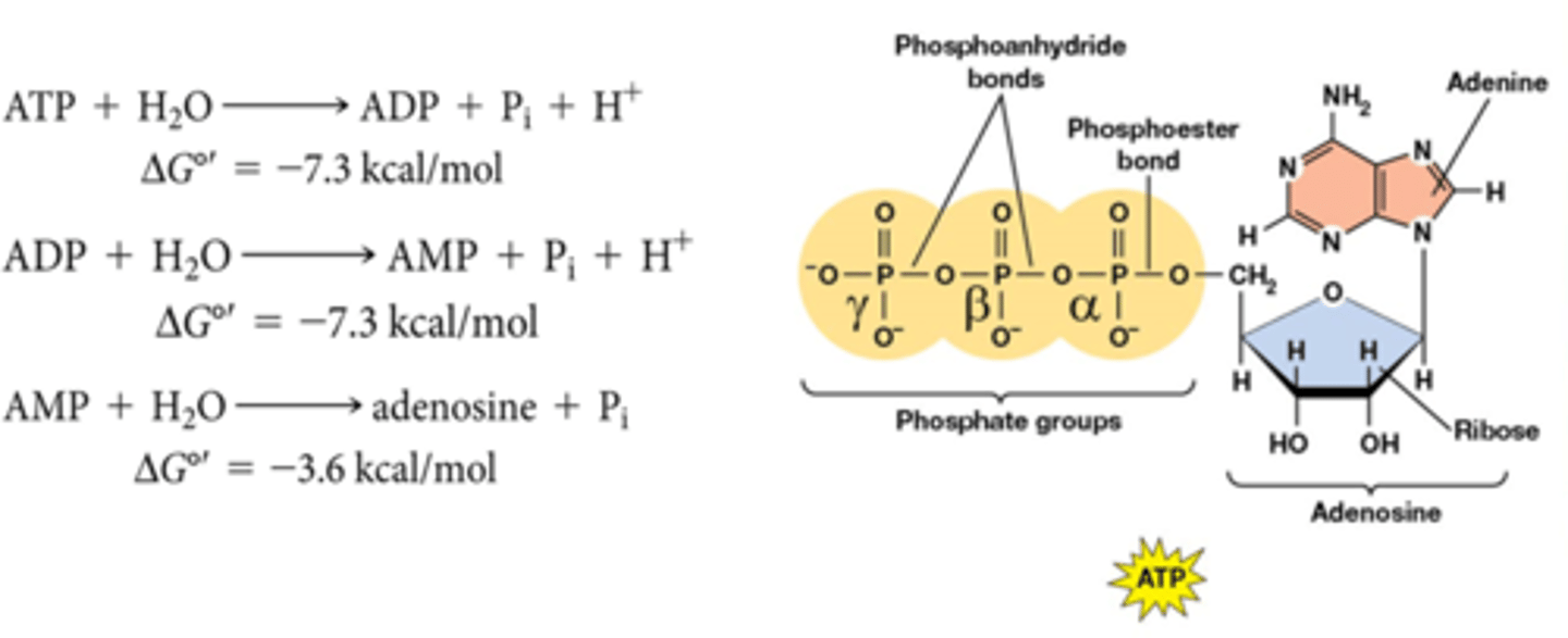 <p>omdat er 2 fosfoanhybride bindingen zijn, bij het breken van die bindingen komt er veel energie vrij</p><p>hydrolyse van ATP is energierijk:</p><p>-Afstoting tussen 3 negatief geladen fosfaatgroepen (PO₄³⁻)</p><p>-het vrijgekomen inorganische fosfaat (Pi) gaat in een resonantievorm die energetisch gunstiger en stabieler is dan de fosfaatgroepen in het ATP-molecuul (ΔH is negatief)</p><p>-Niet-covalente interacties van producten met water</p><p>-Verhoogde entropie van producten tov reagentia (concentratie van water wordt als onveranderd beschouwd) (ΔS is positief)</p><p>Samenvatting:</p><p>Breken van fosfoanhybridebindingen kost 20kJ/mol</p><p>Vorming van nieuwe bindingen levert ongeveer -40kJ/mol</p><p>Toename van entropie levert extra vrije energie op</p>