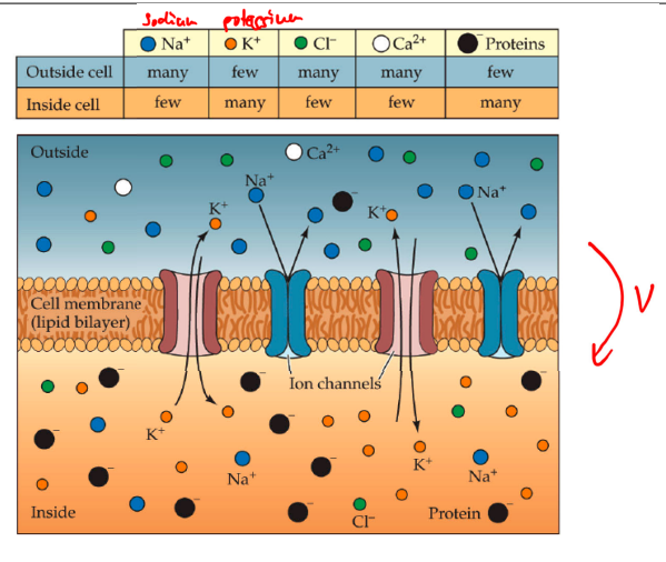 <p>how Na+, K+, Cl-, Ca2+, and proteins move through the neuron during a spike</p>
