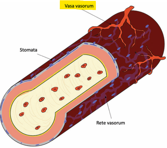 <p>Small vessels that supply blood to outer part of the larger vessels </p>