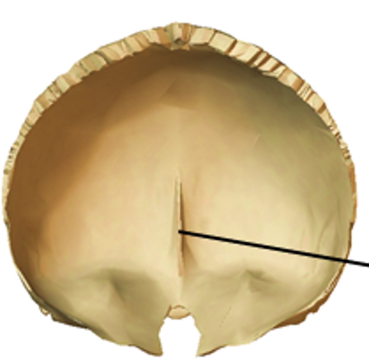 <p>midline crest merging with the anterior end of the sagittal sulcus</p>