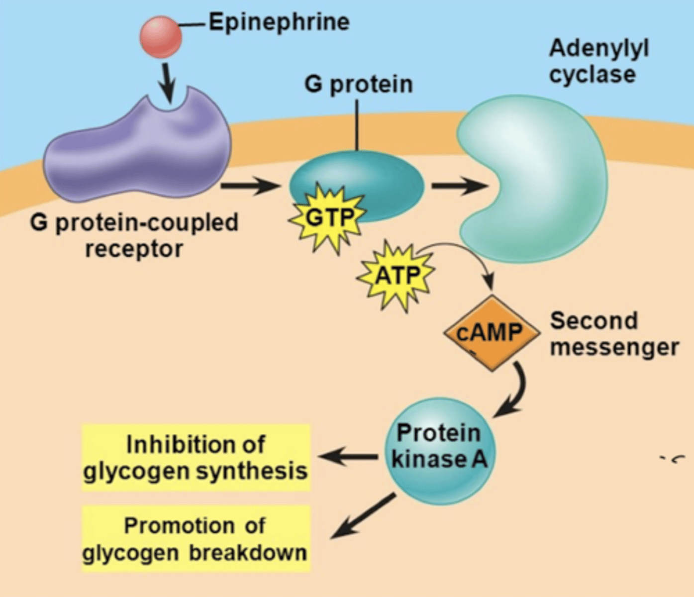 <p>cascade reaction used by glucagon and epinephrine</p><p>-hormone binds to G protein</p><p>-G protein binds to adenylyl cyclase (triggers conversion of ATP into cAMP)</p><p>-cAMP acts as a SECOND messenger and activates protein kinase A</p><p>-protein kinase A is directly involved in regulating enzymes in metabolic pathway</p><p>*inhibits glycogen synthesis</p><p>*promotes glycogen breakdown</p><p>kinase- phosphorylates</p><p>-glycogen phosphorylase- breaks down glycogen</p>