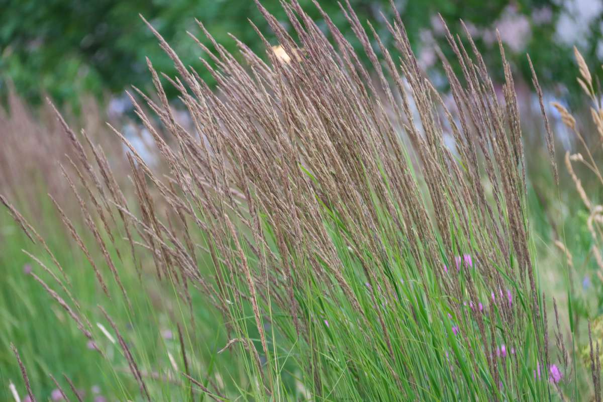 <p>Pijpenstrootje (Grassenfamilie)</p>