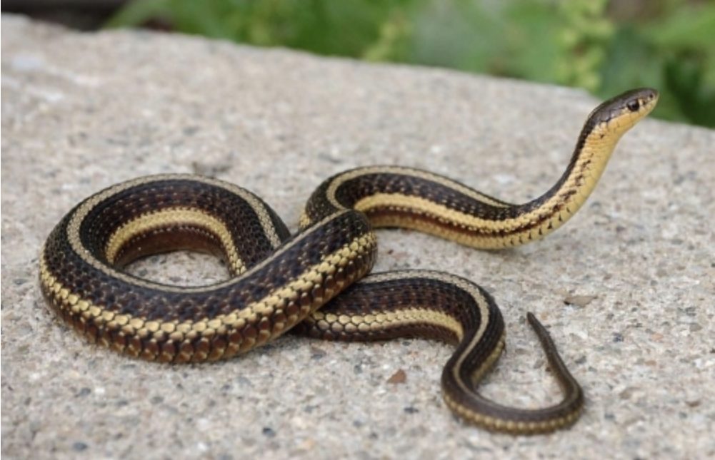 <p>Thamnophis butleri<br>Butler’s gartersnake<br>Colubridae</p>