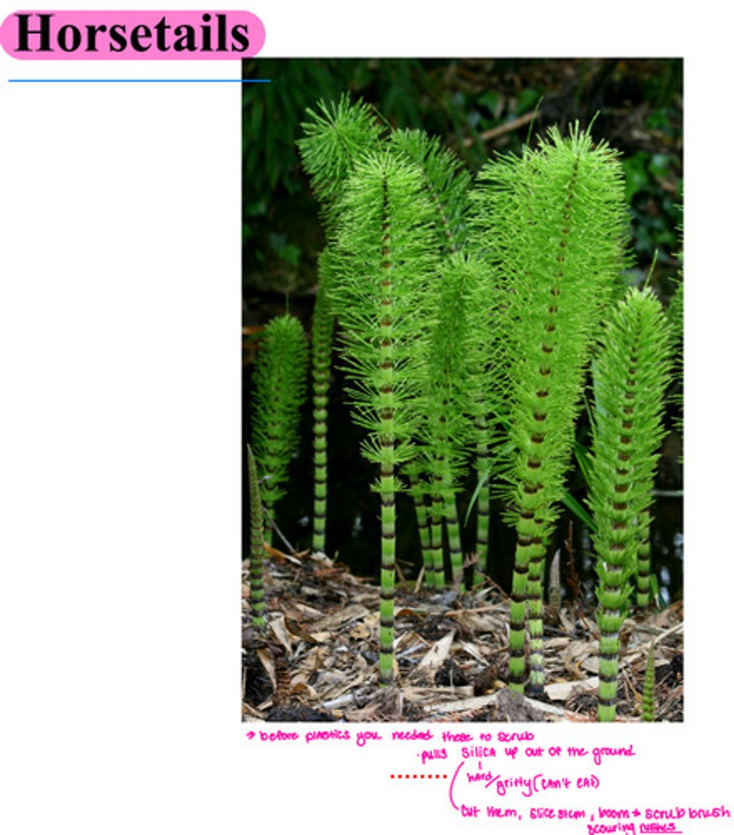 <p>( for horsetails - before plastics you needed these to scrub. They pull silica up out of the ground. Silica is hard and gritty. You can’t eat it. They used to cut them, slice them, and boom you have a scrub brush. they call them scouring rushes.)</p>
