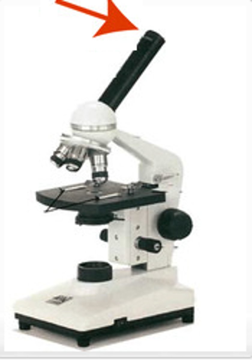 <p>used to view an object under the microscope, has a power of 10X</p>