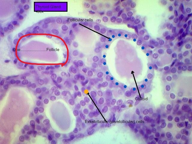 <p>what is the red circle? </p>