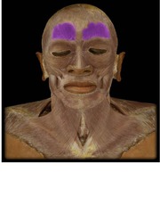 moves eyebrows; wrinkles skin of forehead
- superficial
- muscle of facial expression