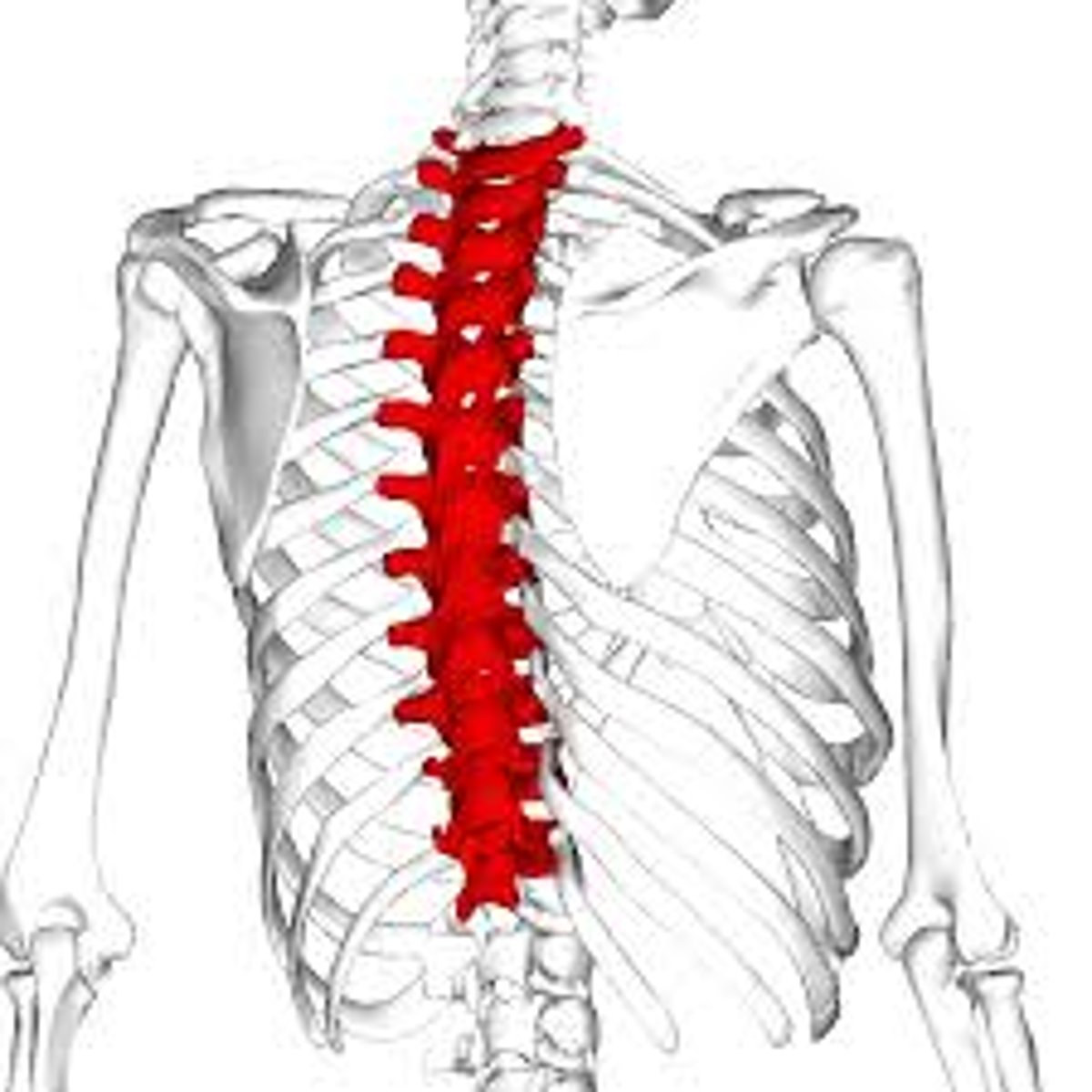 <p>Behind the thoracic cage, T1-T12</p>