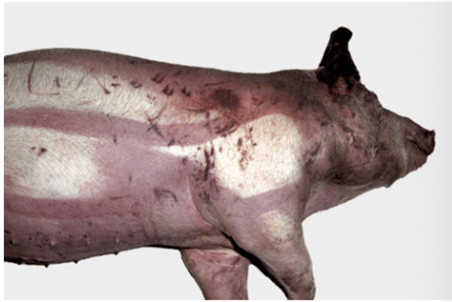 <p>What type of postmortem change is shown?</p><p>A. Rigor mortis</p><p>B. Algor mortis</p><p>C. Livor mortis</p>