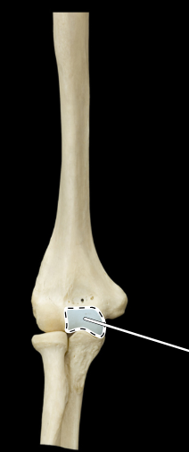 <p>Articulated humerus, ulna, and radius, anterior view</p>
