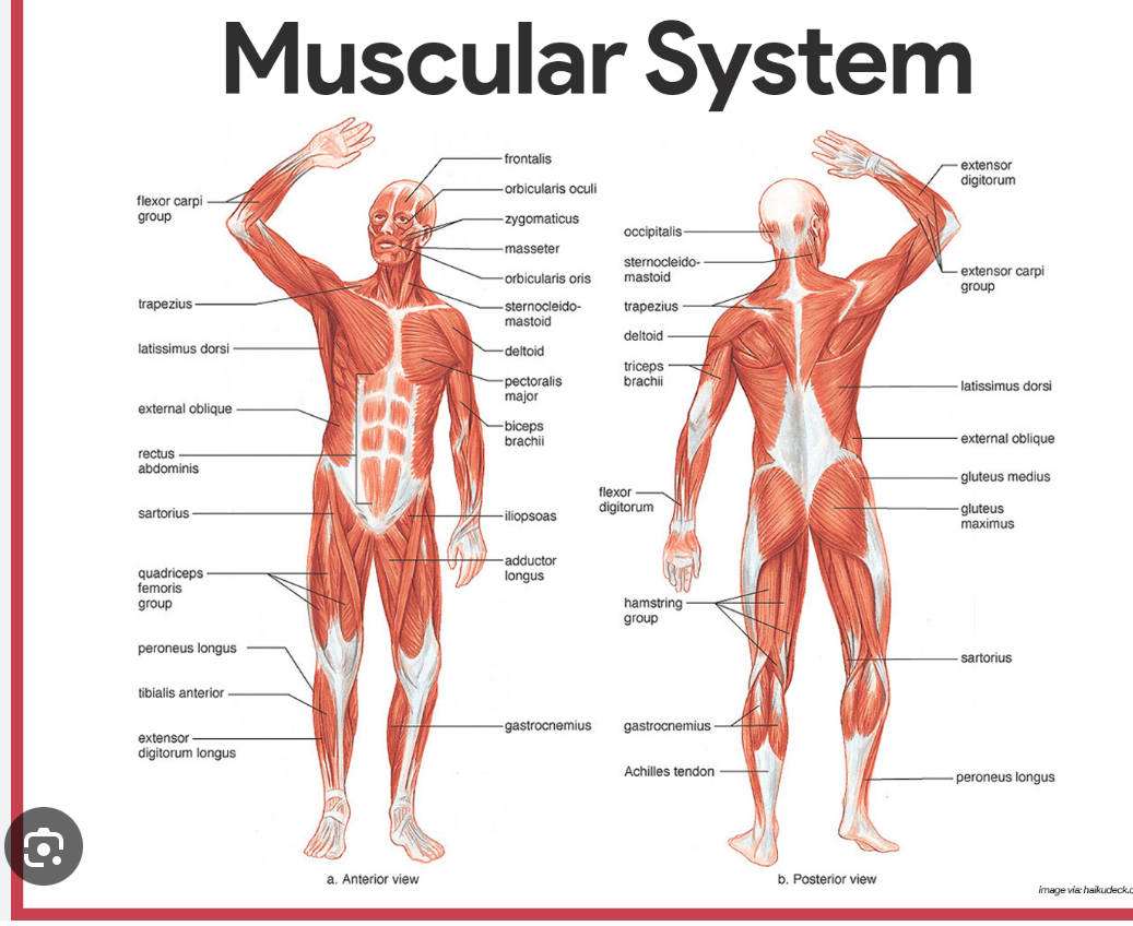 <p>What are the components of the muscular system?</p>