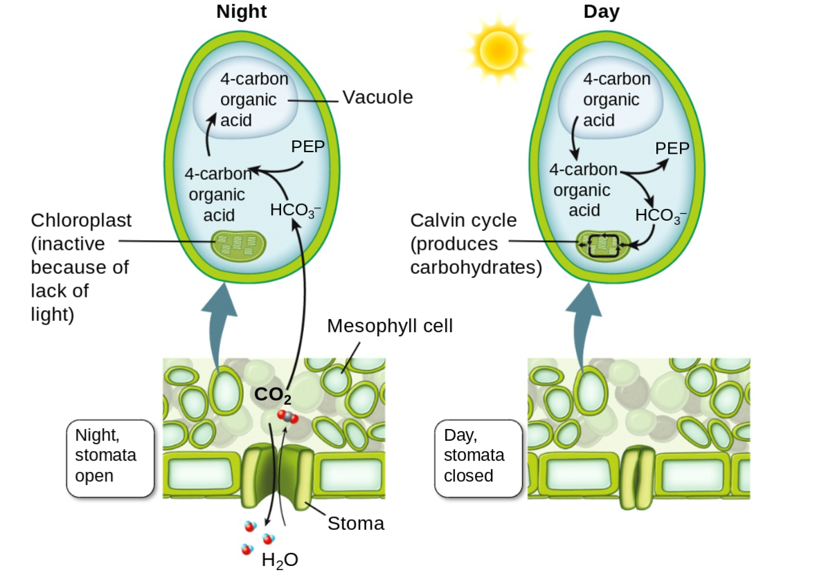 <p><span style="font-family: Google Sans, Roboto, arial, sans-serif">In this pathway, stomata open at night, which allows CO</span><sub>2</sub><span style="font-family: Google Sans, Roboto, arial, sans-serif"> to diffuse into the leaf to be combined with PEP and form malate. This acid is then stored in large central vacuoles until daytime. During the day, malate is released from the vacuoles and decarboxylated.</span></p><p>CAM plants keep their stomata open at night</p><p>CO2 + H2O → HCO3- + H-</p><p>PEP = phosphoend pyruvate (3c)</p><p>CO2 (1c) + PEP (3c) → acid (4c)</p><p>enzyme = proteins that catalyze reactions</p>