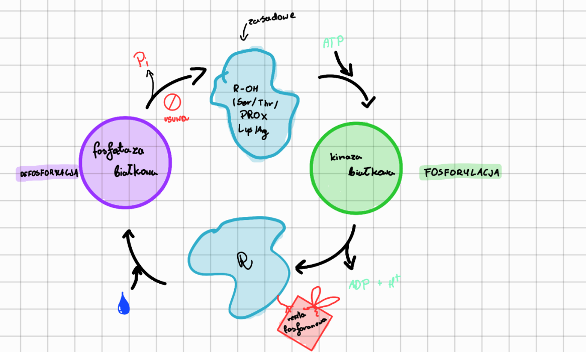 <p>Kinazy przy użyciu energii przyłączają gr. fosforanową do białka (fosforylacja). Fosfataza odłącza gr. fosforanową od białka (defosforylacja)</p>