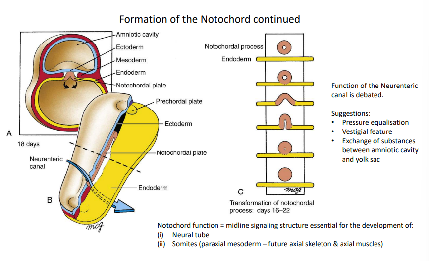 <p>At day 17, the notochordal plate separates from the endoderm and fuses to form the solid notochord.</p>