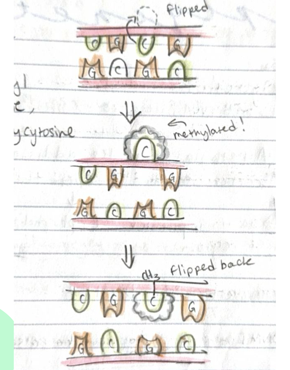 <p>DNMTs add a methyl group at the 5th position of cytosine, producing 5-methylcytosine. The process "flips" cytosine up to attach the methyl group then back down.</p>