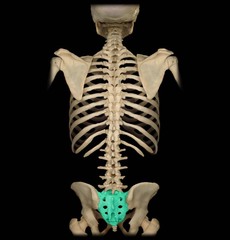 <p>wedge-shaped bone consisting of five fused vertebrae forming the posterior part of the pelvis</p>