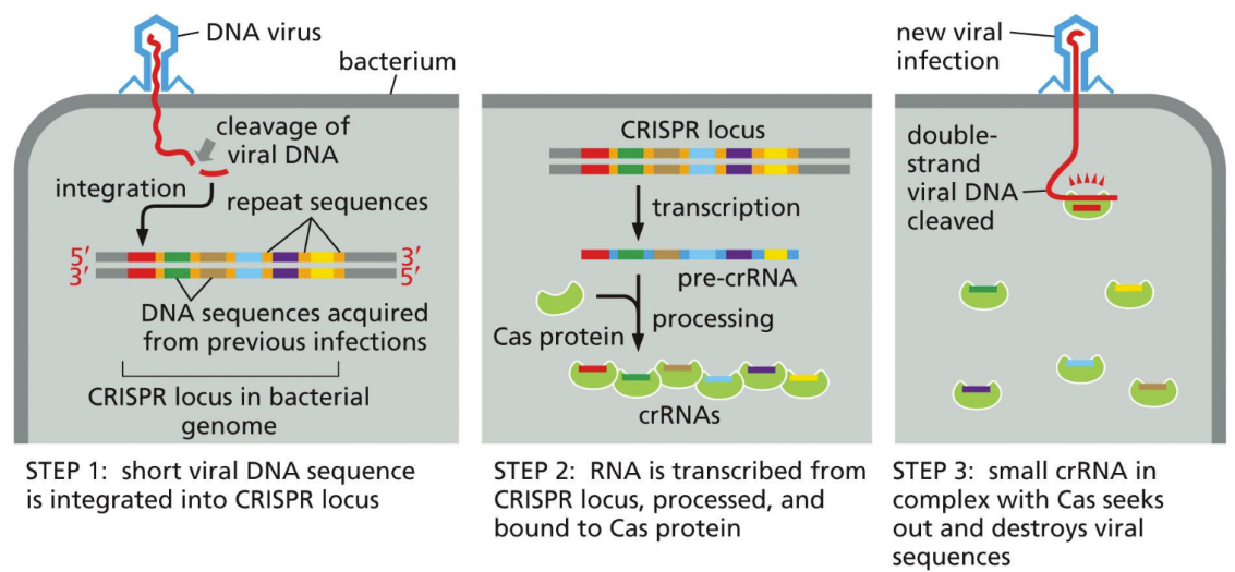 <p><span>bacteria use non-coding RNA to destroy the DNA of invading viruses (via CRISPR)&nbsp;</span></p><ul><li><p class="Paragraph SCXW37202717 BCX0" style="text-align: left"><span>Viral DNA fragments are incorporated into bacterial genome, acting as a vaccine to make small noncoding RNAs (crRNA)&nbsp;</span></p><ul><li><p class="Paragraph SCXW37202717 BCX0" style="text-align: left"><span>crRNAs destroy the virus if it reinfects the bacteria&nbsp;</span></p><ul><li><p class="Paragraph SCXW37202717 BCX0" style="text-align: left"><span>Now using miRNA/siRNA (these are the Cas proteins that will interact with crRNA)&nbsp;</span></p><ul><li><p class="Paragraph SCXW37202717 BCX0" style="text-align: left"><span>Cas proteins need a PAM sequence to recognize bacteria’s genome and cleave in the right place&nbsp;</span></p></li></ul></li></ul></li><li><p class="Paragraph SCXW37202717 BCX0" style="text-align: left"><span>CRISPR is now used in plants and animals to manipulate genomes</span></p></li></ul></li></ul><p></p>