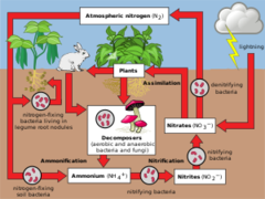 nitrogen fixation: microbes in the soil convert N2 into NH3 (ammonia)
nitrification: bacteria turns NH3 into NO3 (nitrates)
assimilation: plant absorbs the nitrates
ammonification: animal waste/humus is broken down into NH3
denitrification: NO3 is turned into N2 and released back into the atmosphere