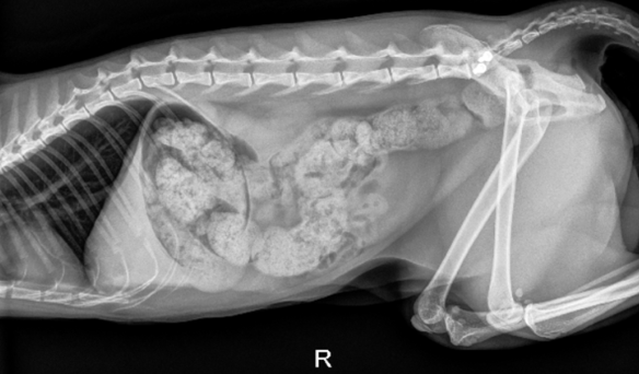 <p>dogs: normal colon diameter less than L7 length</p><p>cats: ratio maximal colonic diameter to length of L5 <1.28</p>