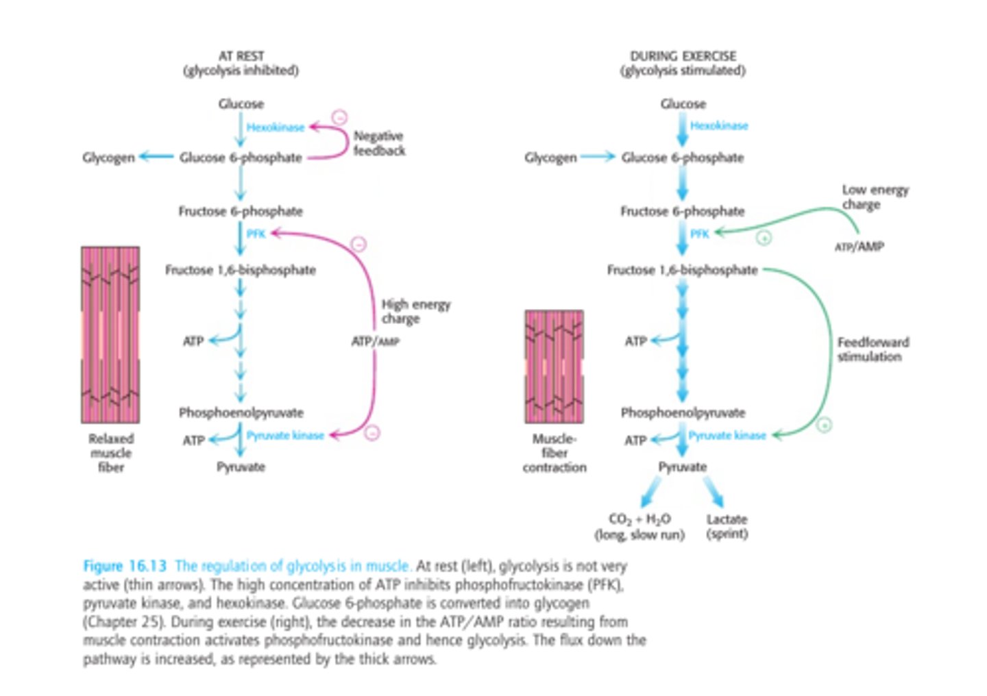 <p>-main site of control (comitted step)</p><p>-allosterically inhibited by ATP</p><p>-allosterically stimulated by AMP (can compete with ATP)</p><p>-inhibited by a decrease in pH (increases inhibitory effect of ATP)</p>